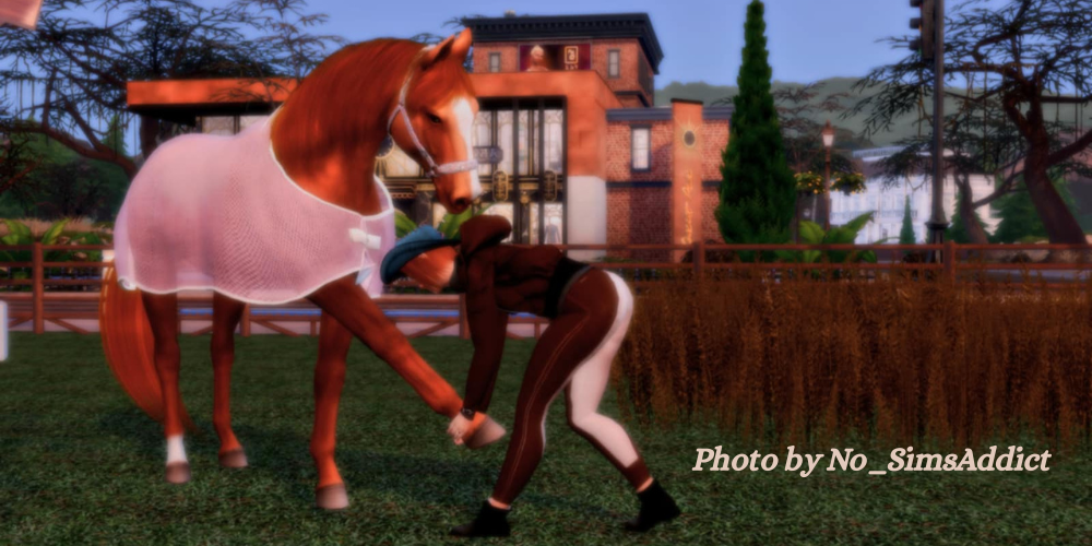 Horse care – Osteopath and vet for horses Career